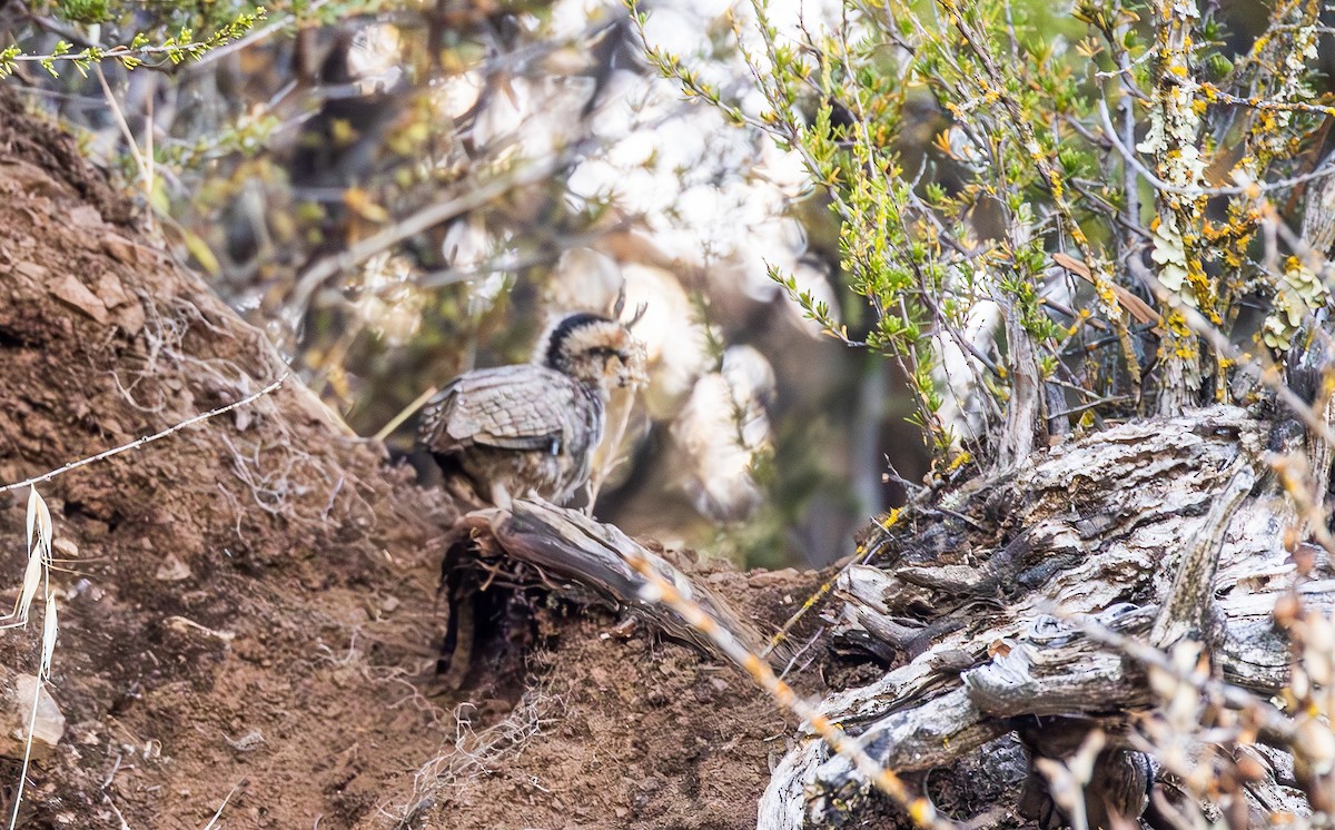 Mountain Quail - ML643969058