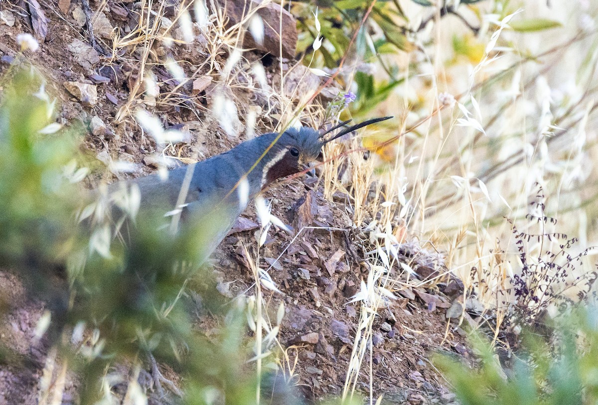 Mountain Quail - ML643969059