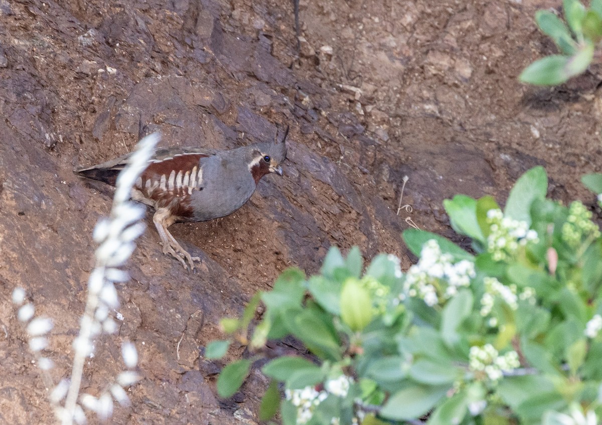 Mountain Quail - ML643969060