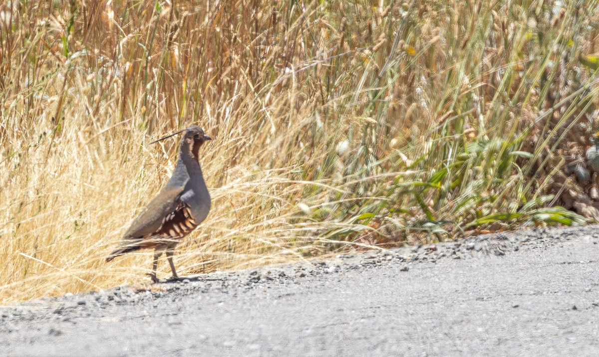 Mountain Quail - ML643969061