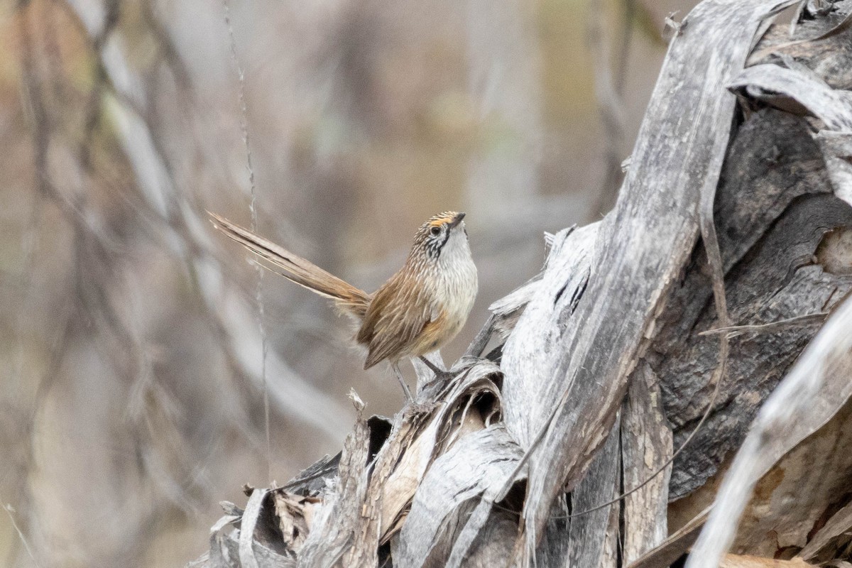 stripegressmett - ML643969077