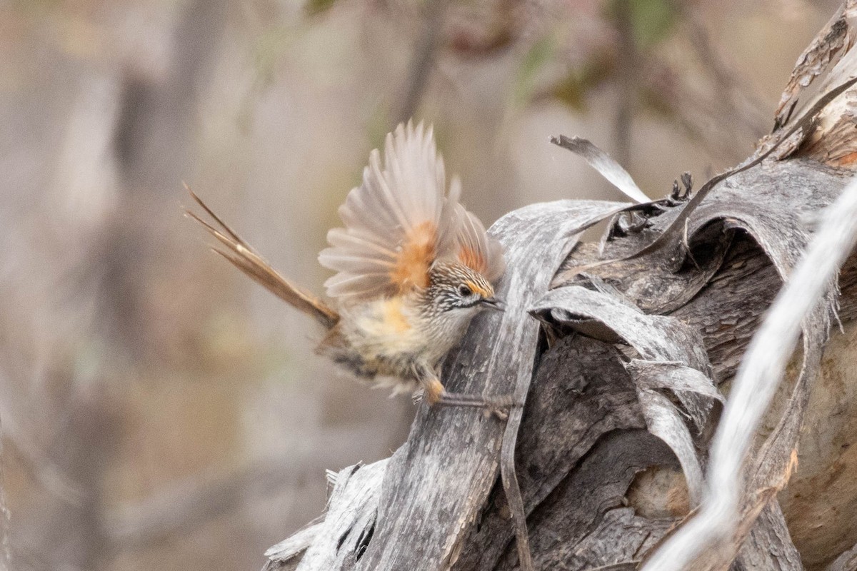 stripegressmett - ML643969078