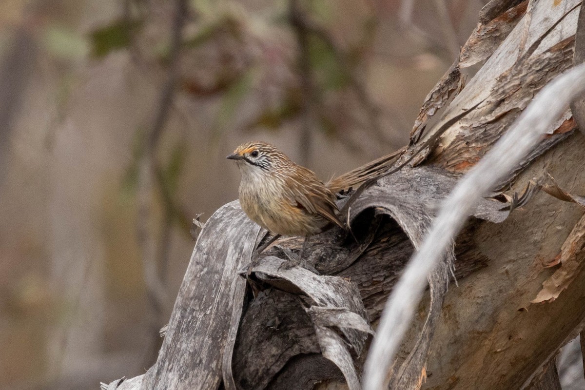 stripegressmett - ML643969079