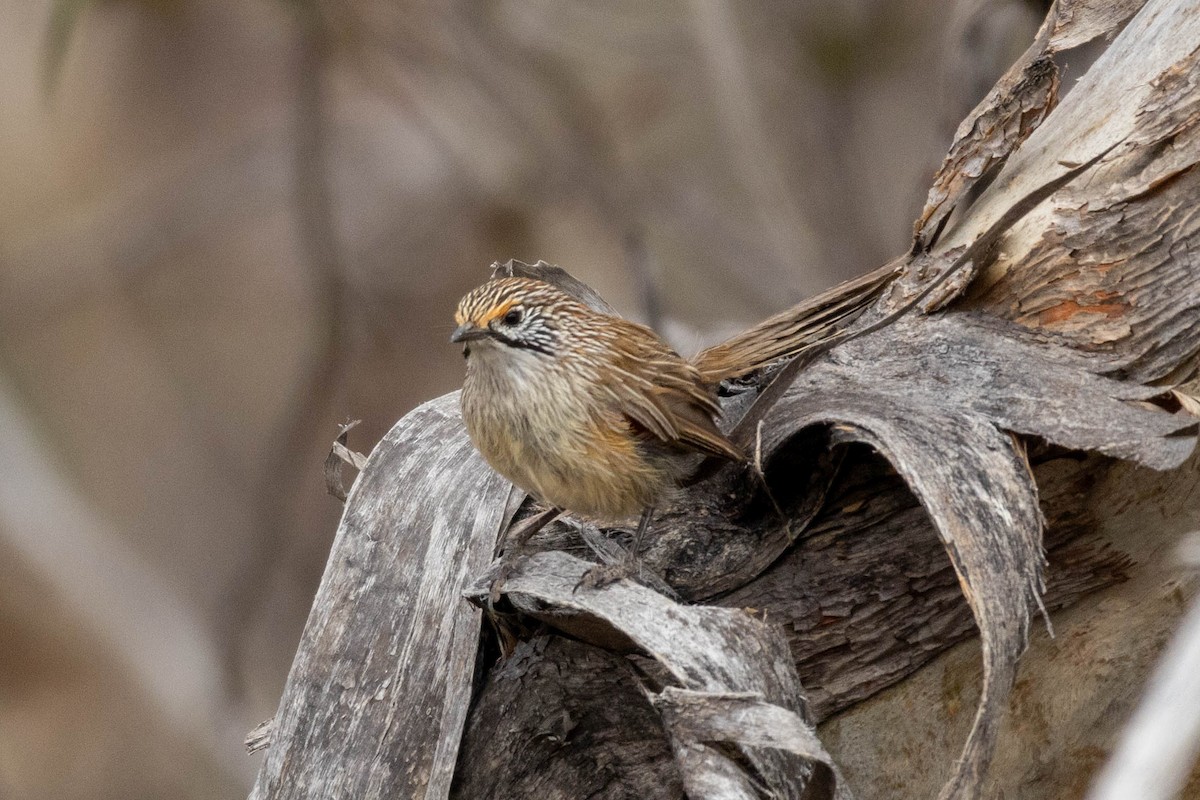 stripegressmett - ML643969080