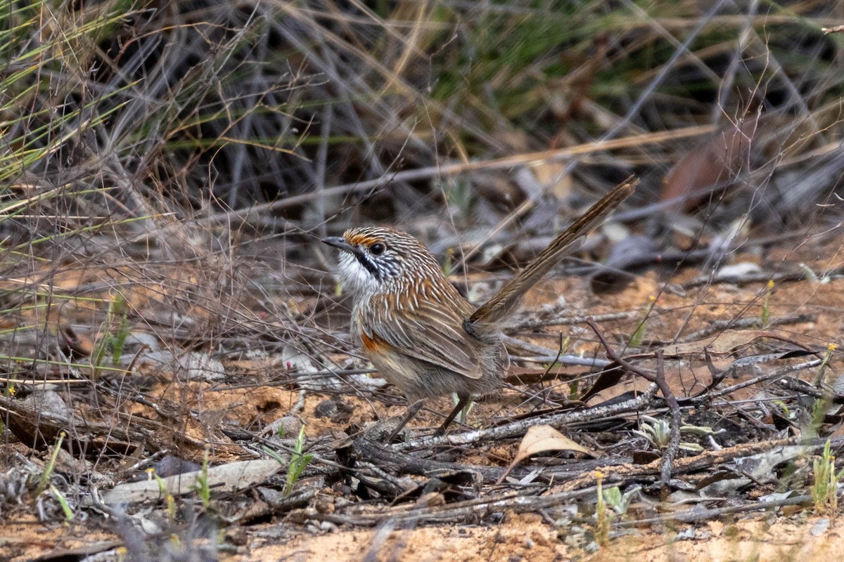 stripegressmett - ML643969082