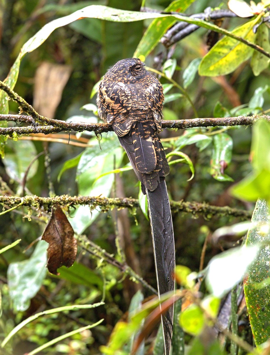 Swallow-tailed Nightjar - ML643969087