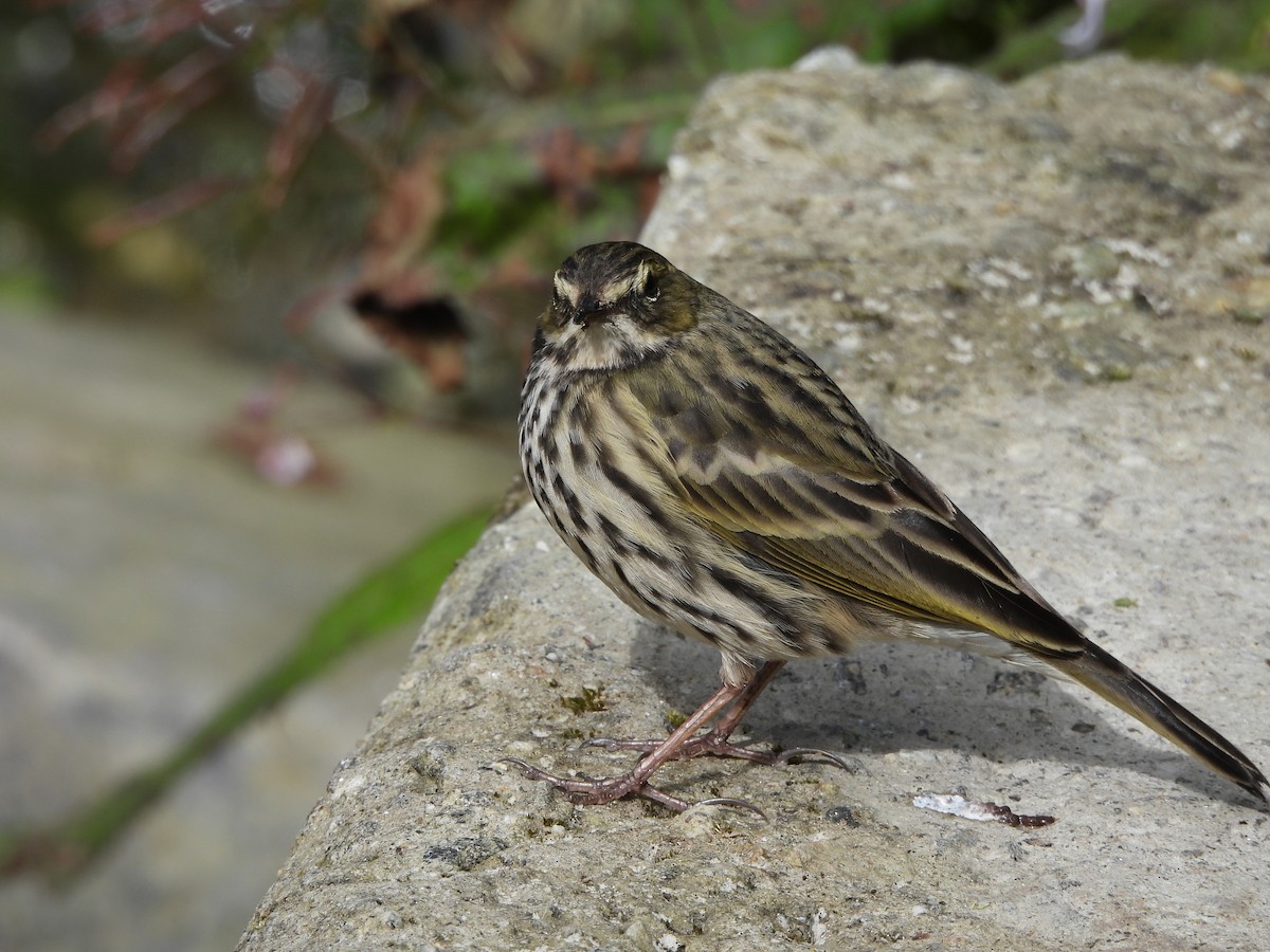 Rosy Pipit - ML643969097