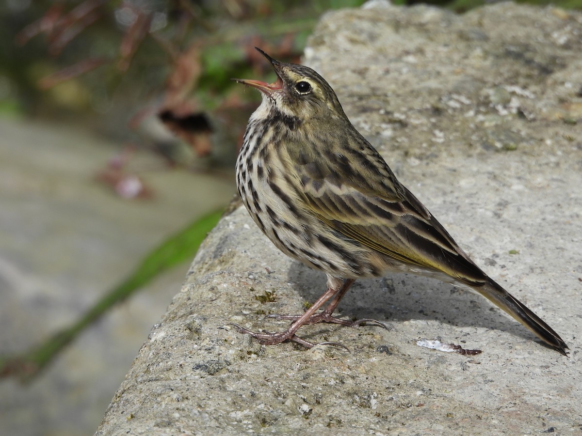 Rosy Pipit - ML643969099