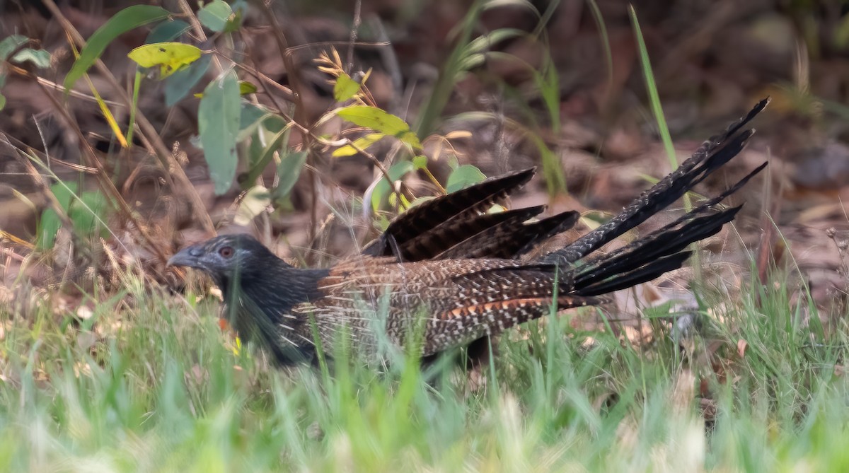 Pheasant Coucal - ML643969129