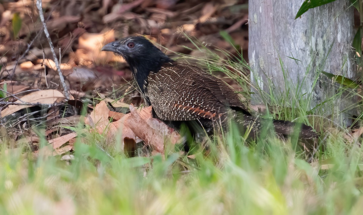 Pheasant Coucal - ML643969130