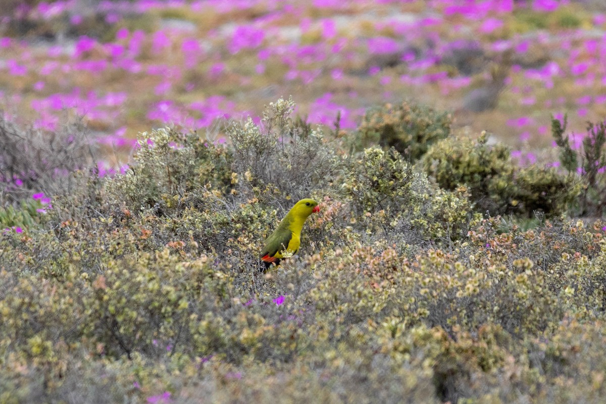 Regent Parrot - ML643969136