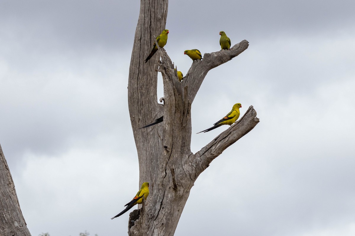 Regent Parrot - ML643969144