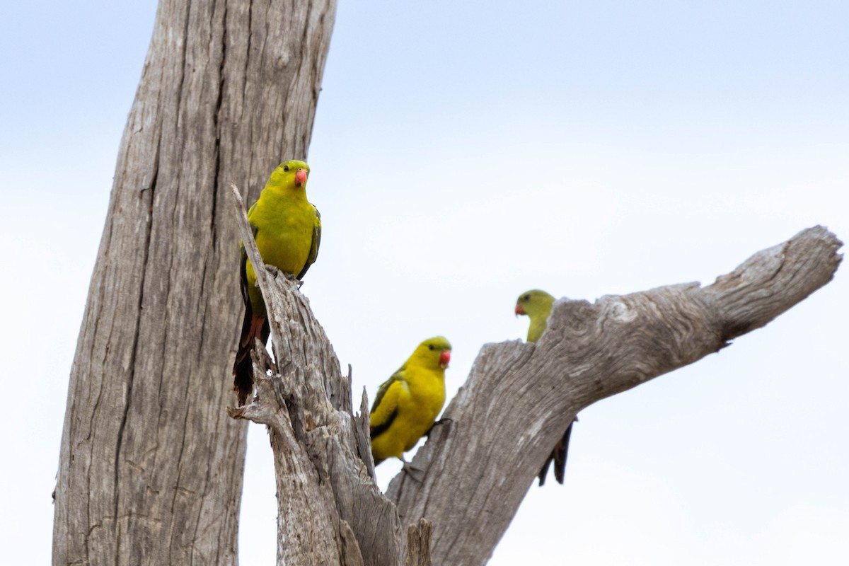 Regent Parrot - ML643969145