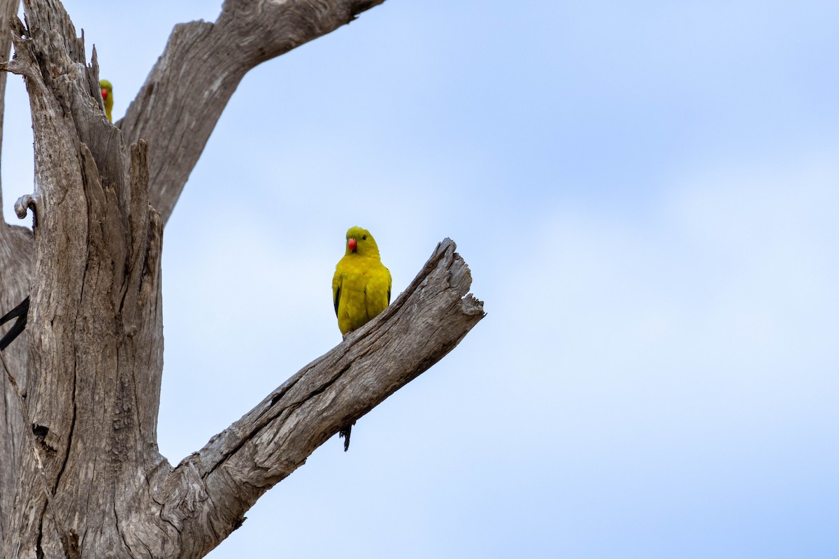 Regent Parrot - ML643969146