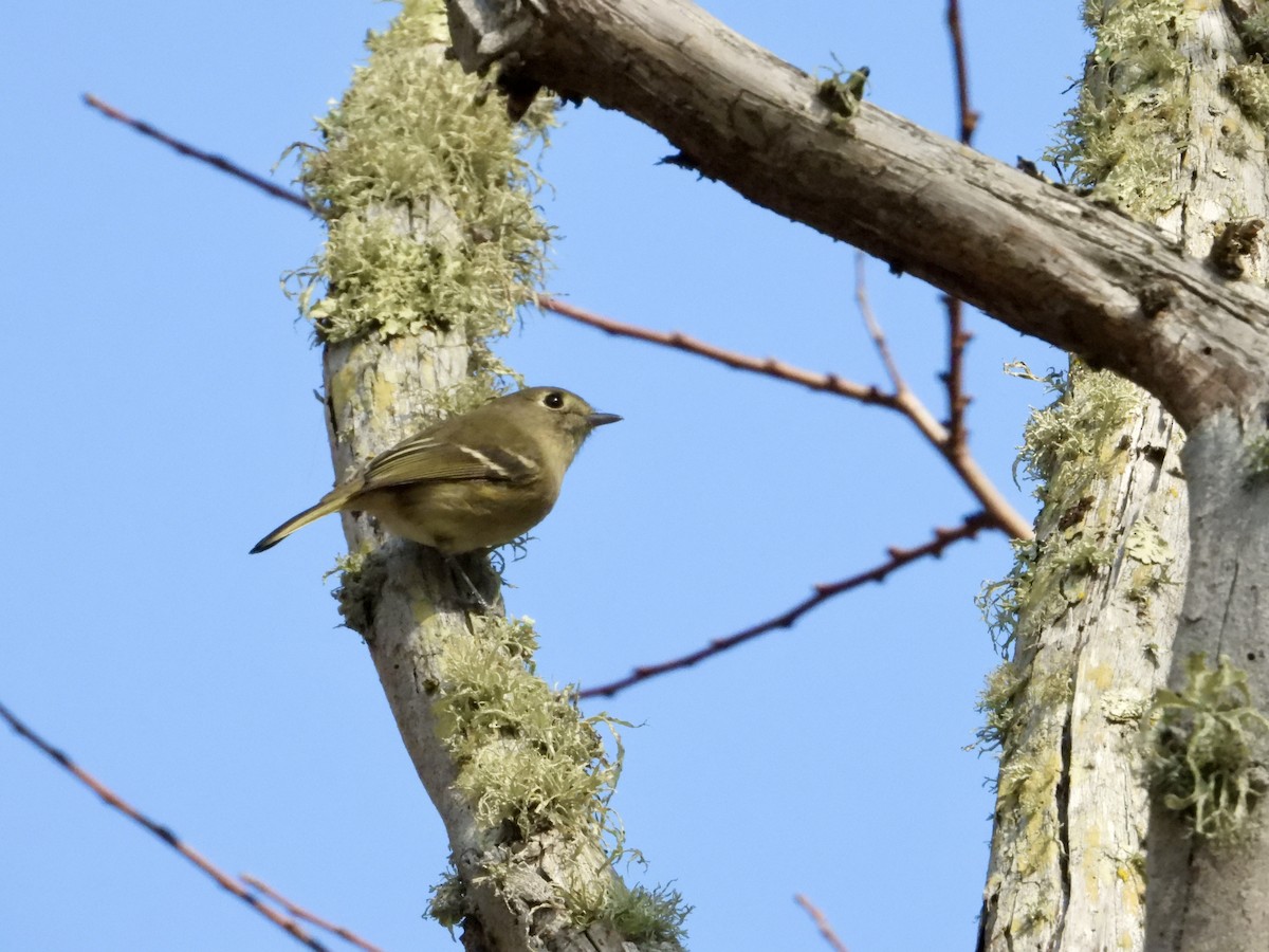 Hutton's Vireo - ML643969147