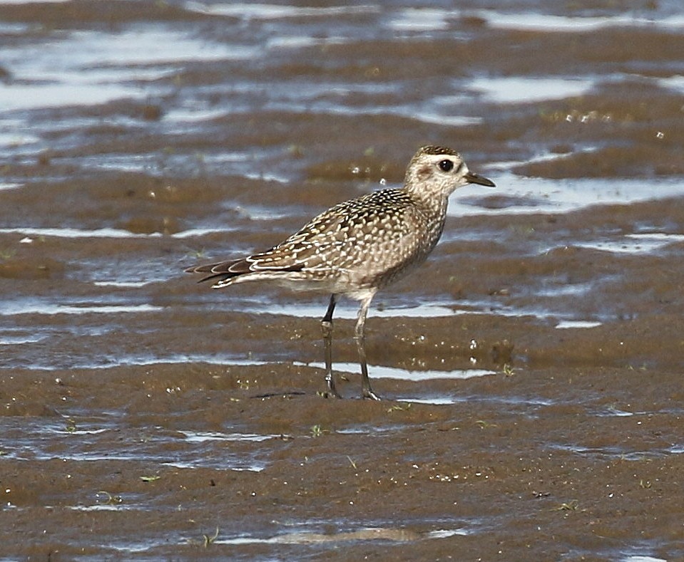American Golden-Plover - ML643969148