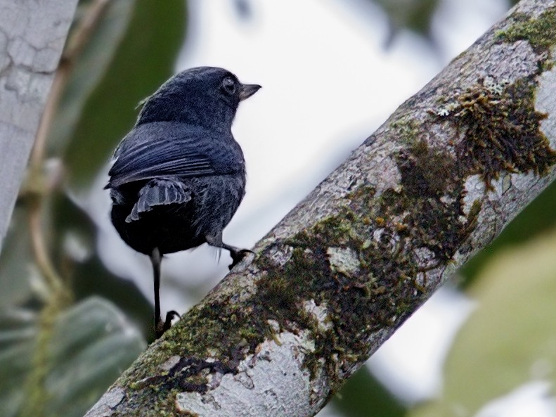 Deep-blue Flowerpiercer - ML643969152