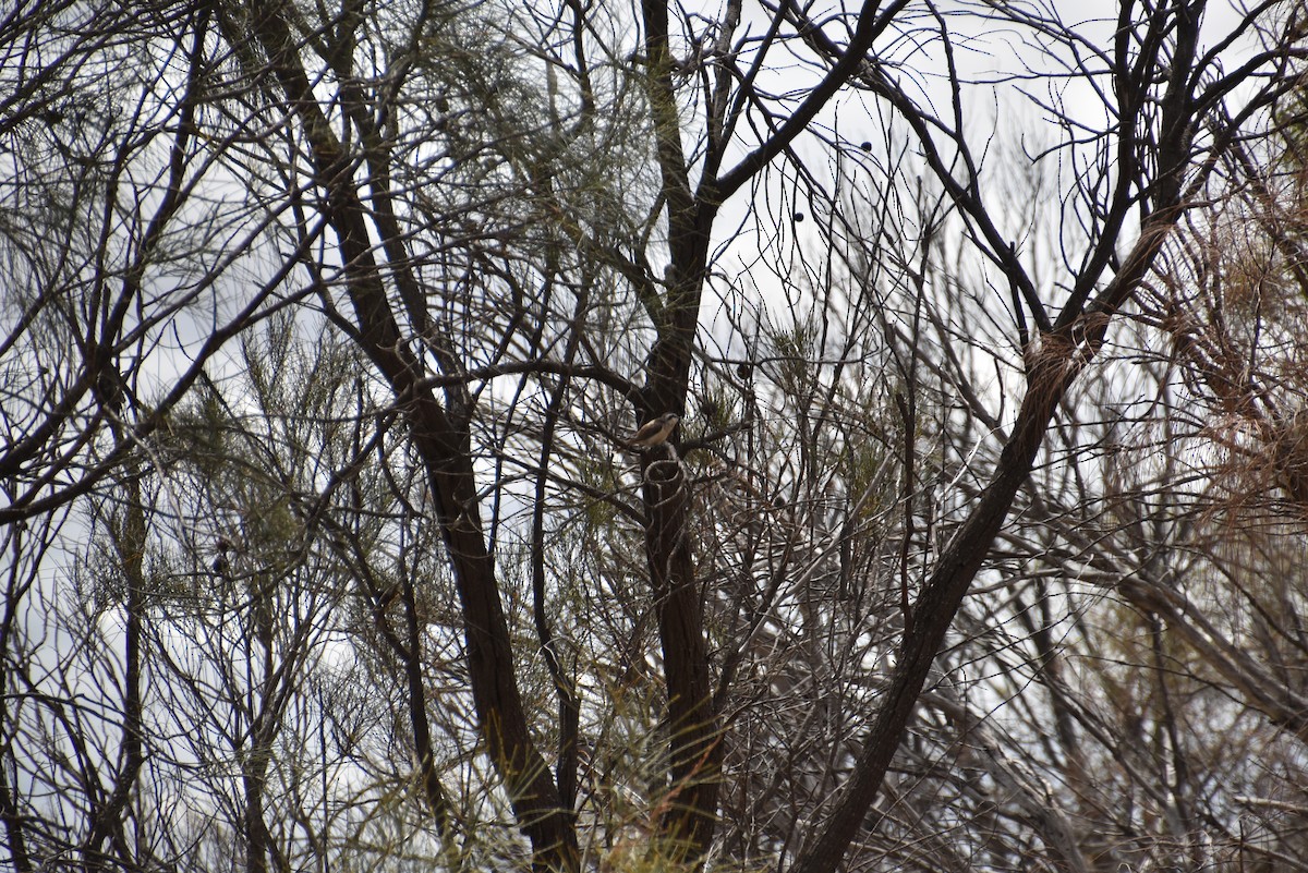 Black-eared Cuckoo - ML643969168