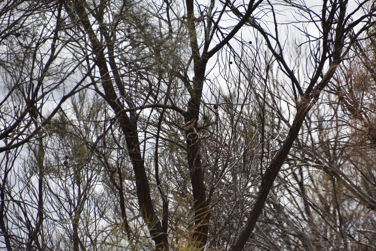 Black-eared Cuckoo - ML643969169