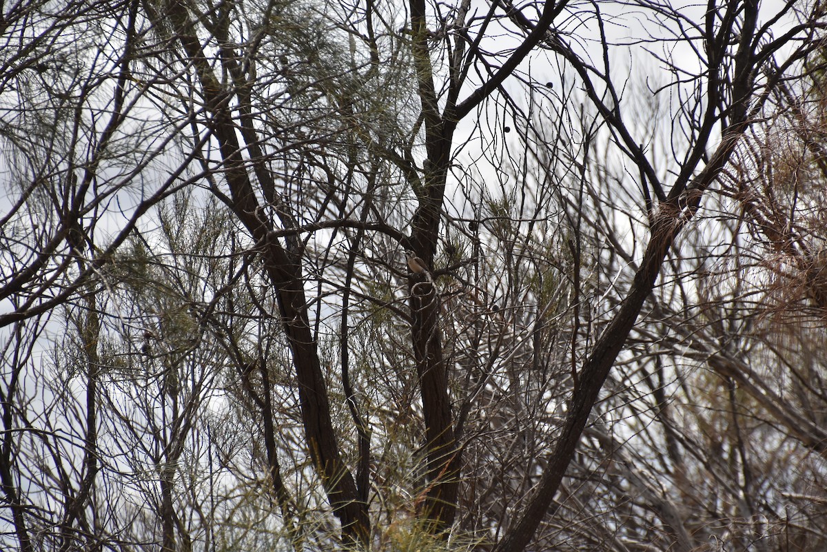 Black-eared Cuckoo - ML643969170