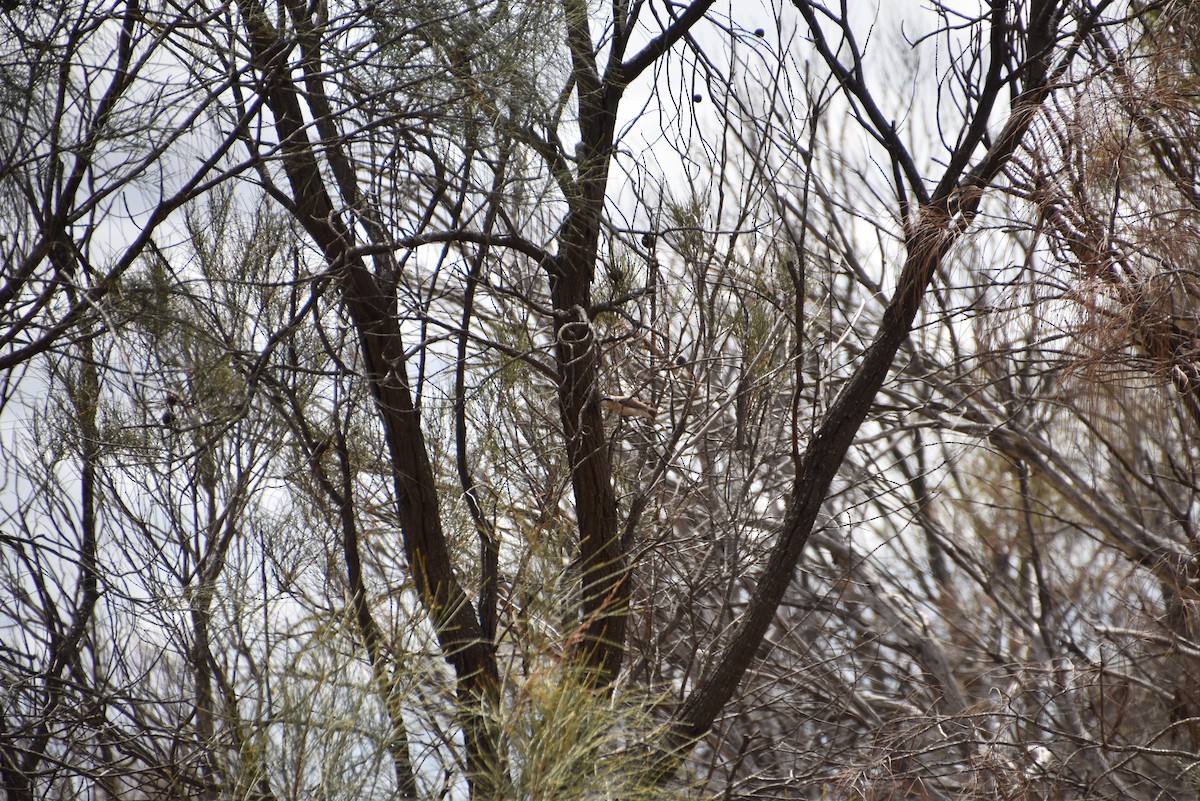 Black-eared Cuckoo - ML643969171