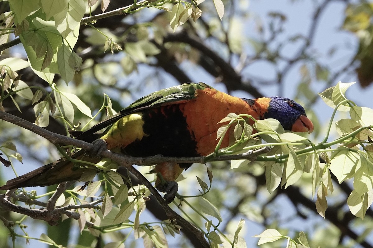 Red-collared Lorikeet - ML643969172