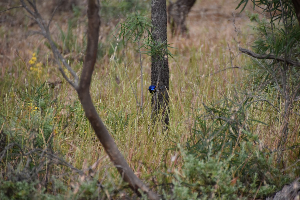 Purple-backed Fairywren - ML643969188