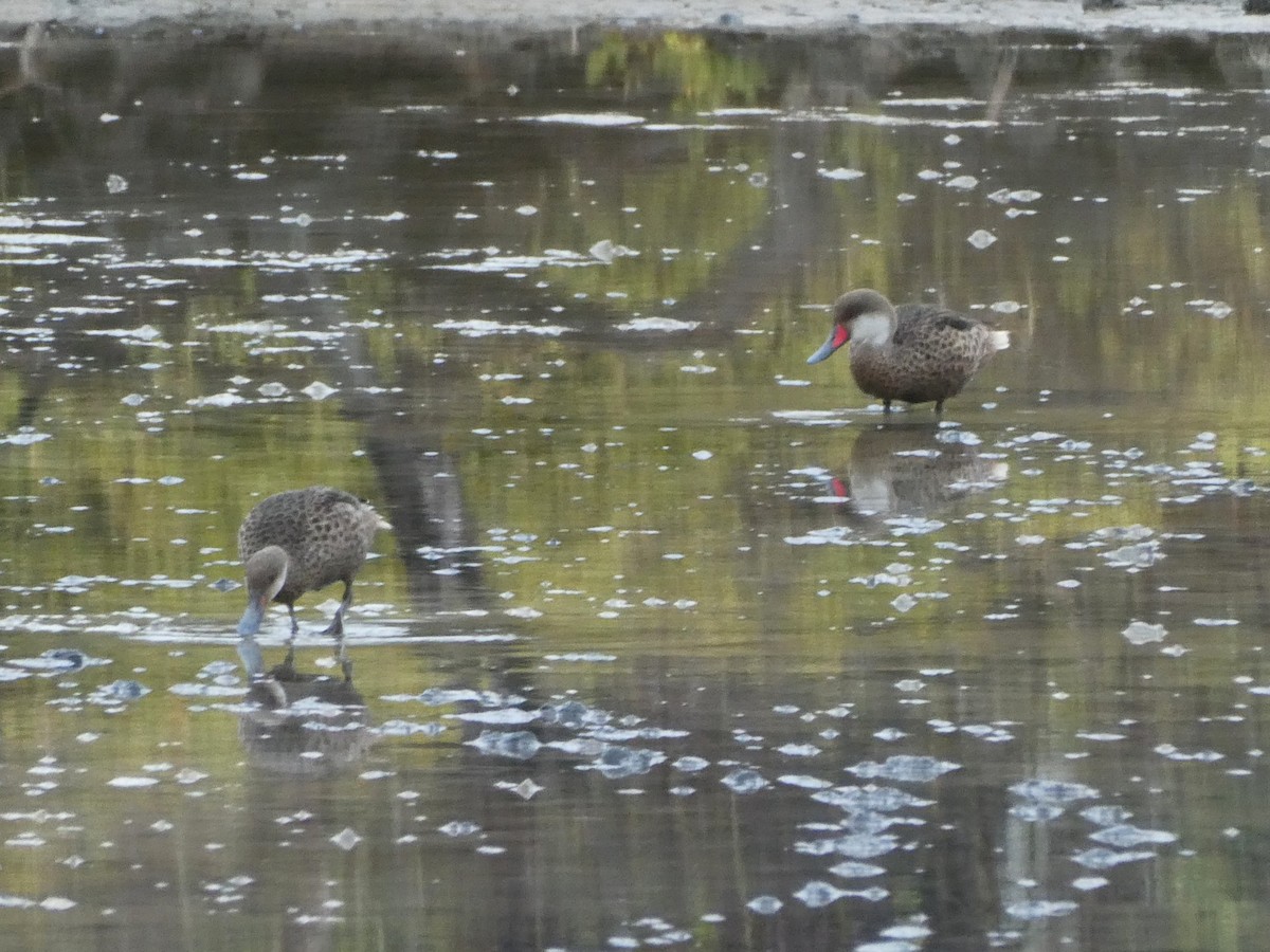 White-cheeked Pintail - ML643969214