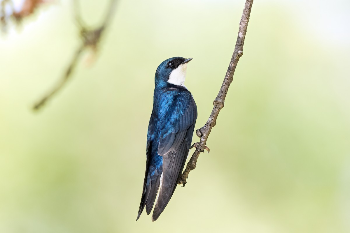 Tree Swallow - ML643969243