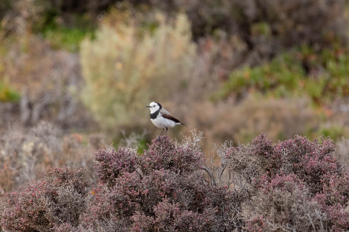 White-fronted Chat - ML643969253