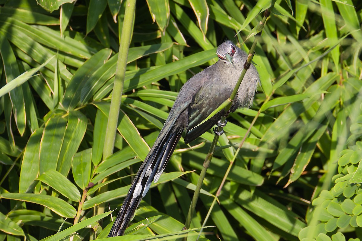 Green-billed Malkoha - ML643969265