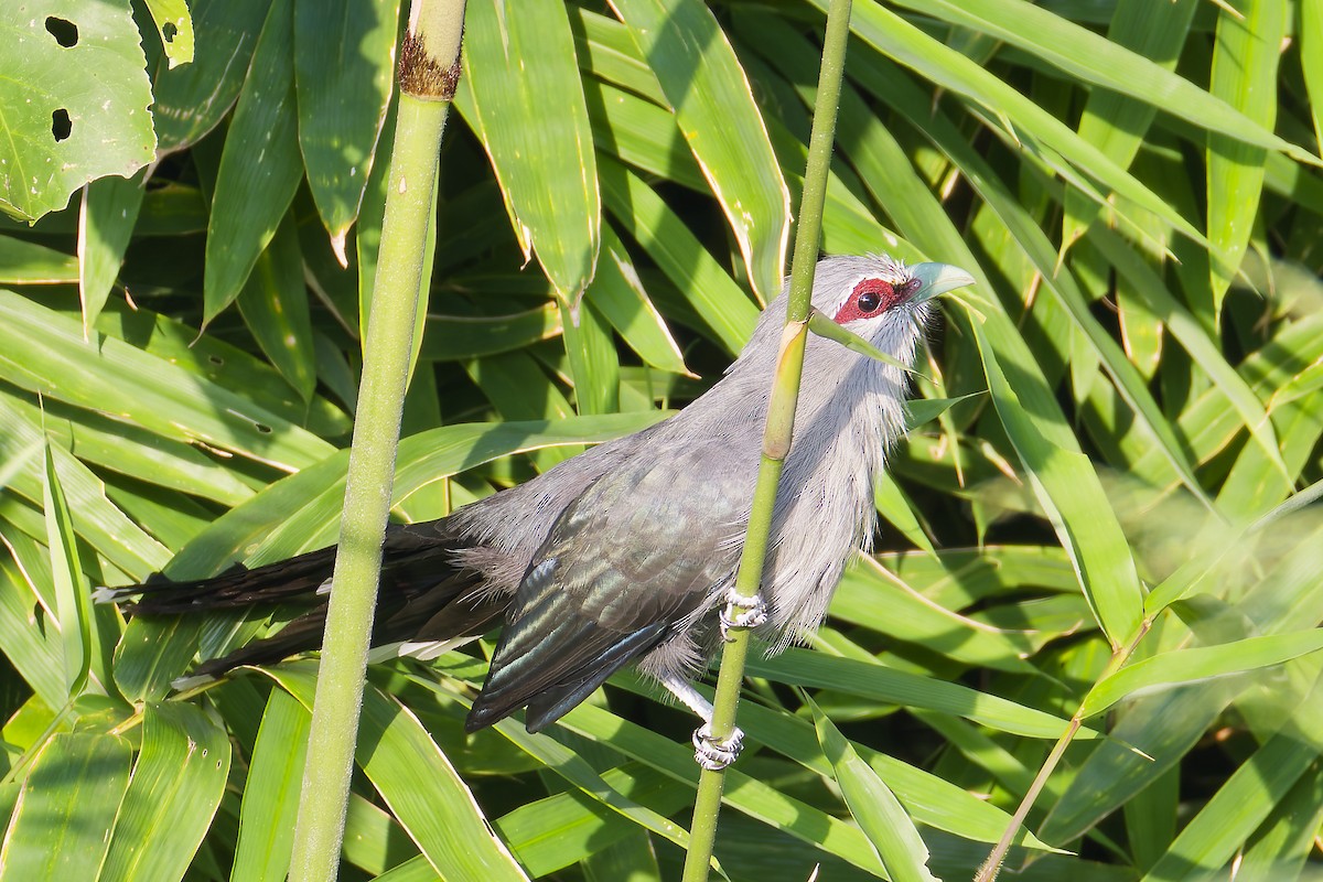 Green-billed Malkoha - ML643969266