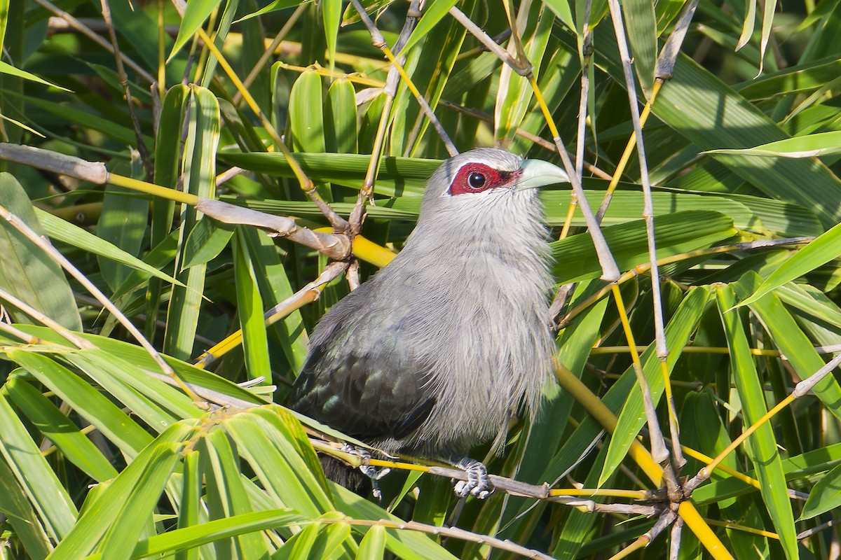 Green-billed Malkoha - ML643969267