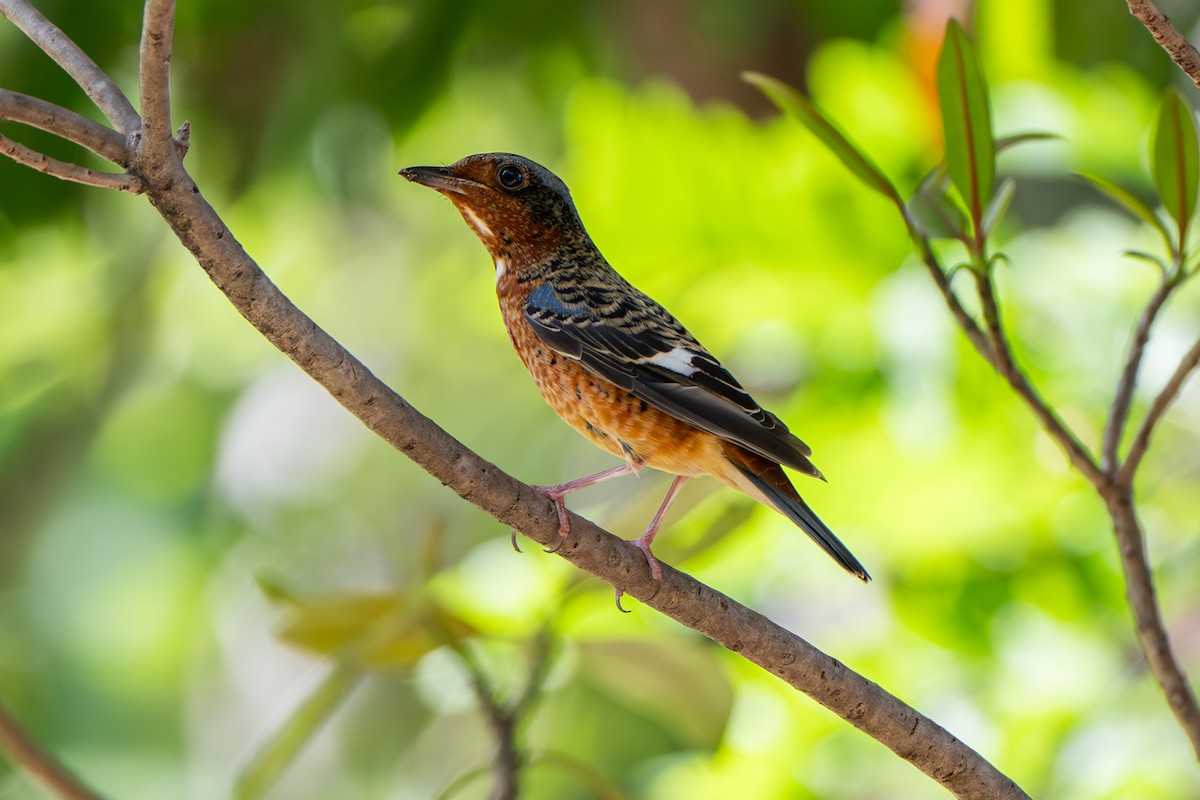 Ak Boğazlı Taşkızılı - ML643969281