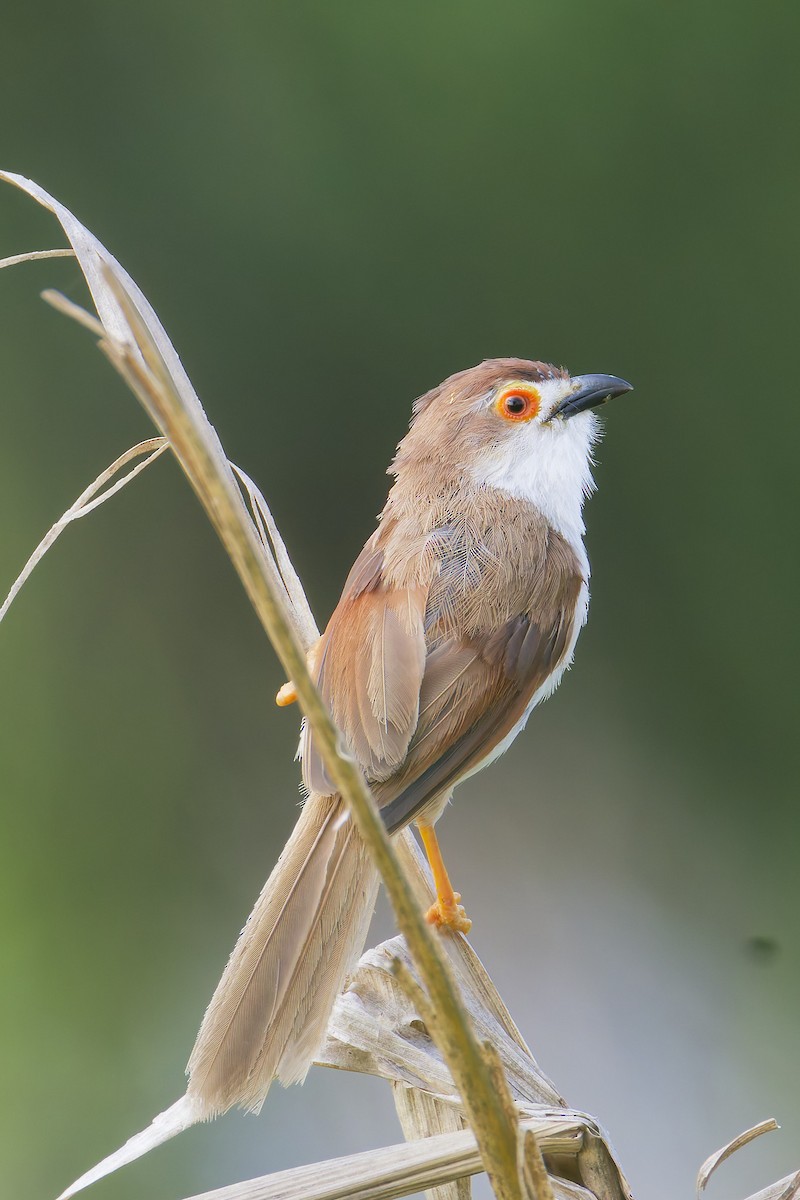 Timalí Ojigualdo - ML643969282