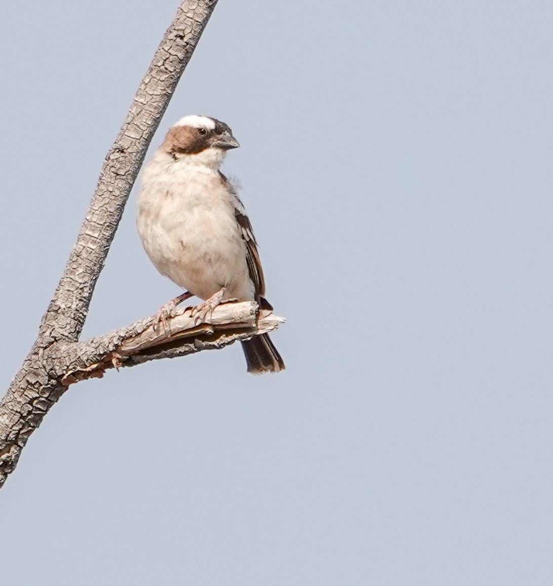 Weißbrauenweber - ML643969305