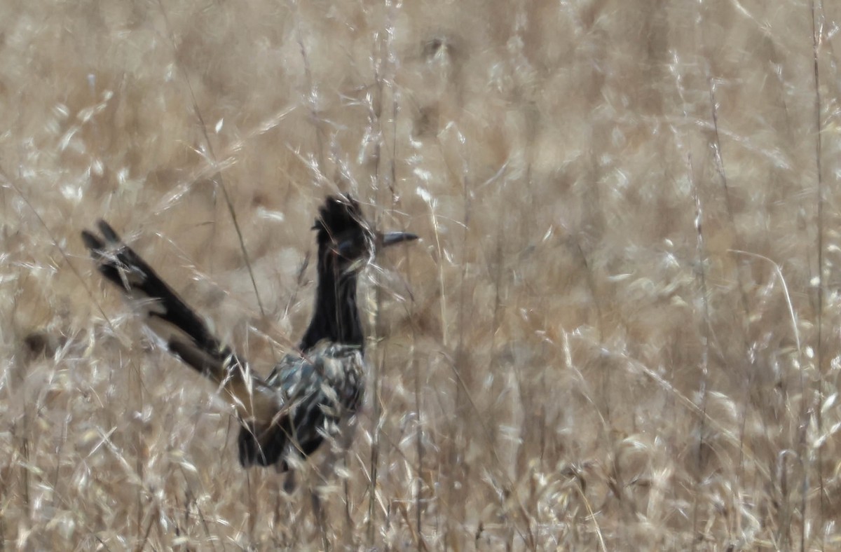 Greater Roadrunner - ML643969310