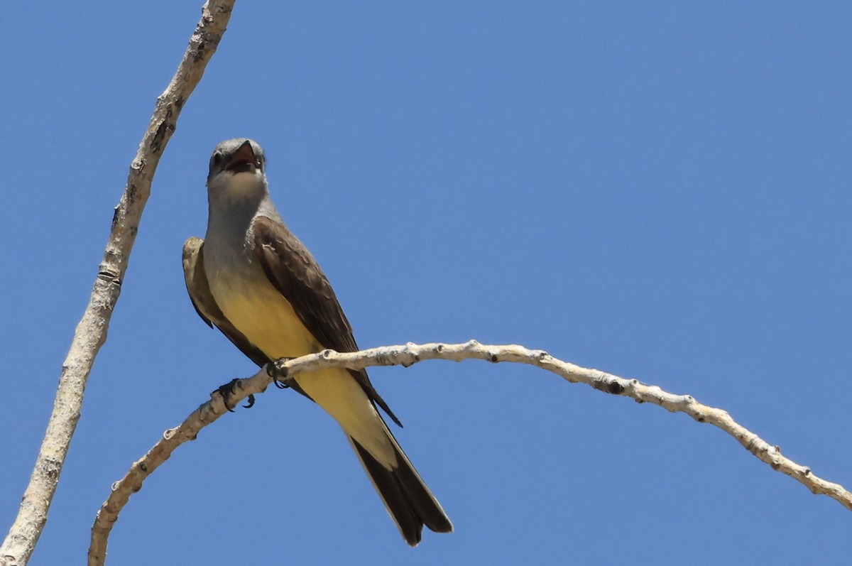 Western Kingbird - ML643969322