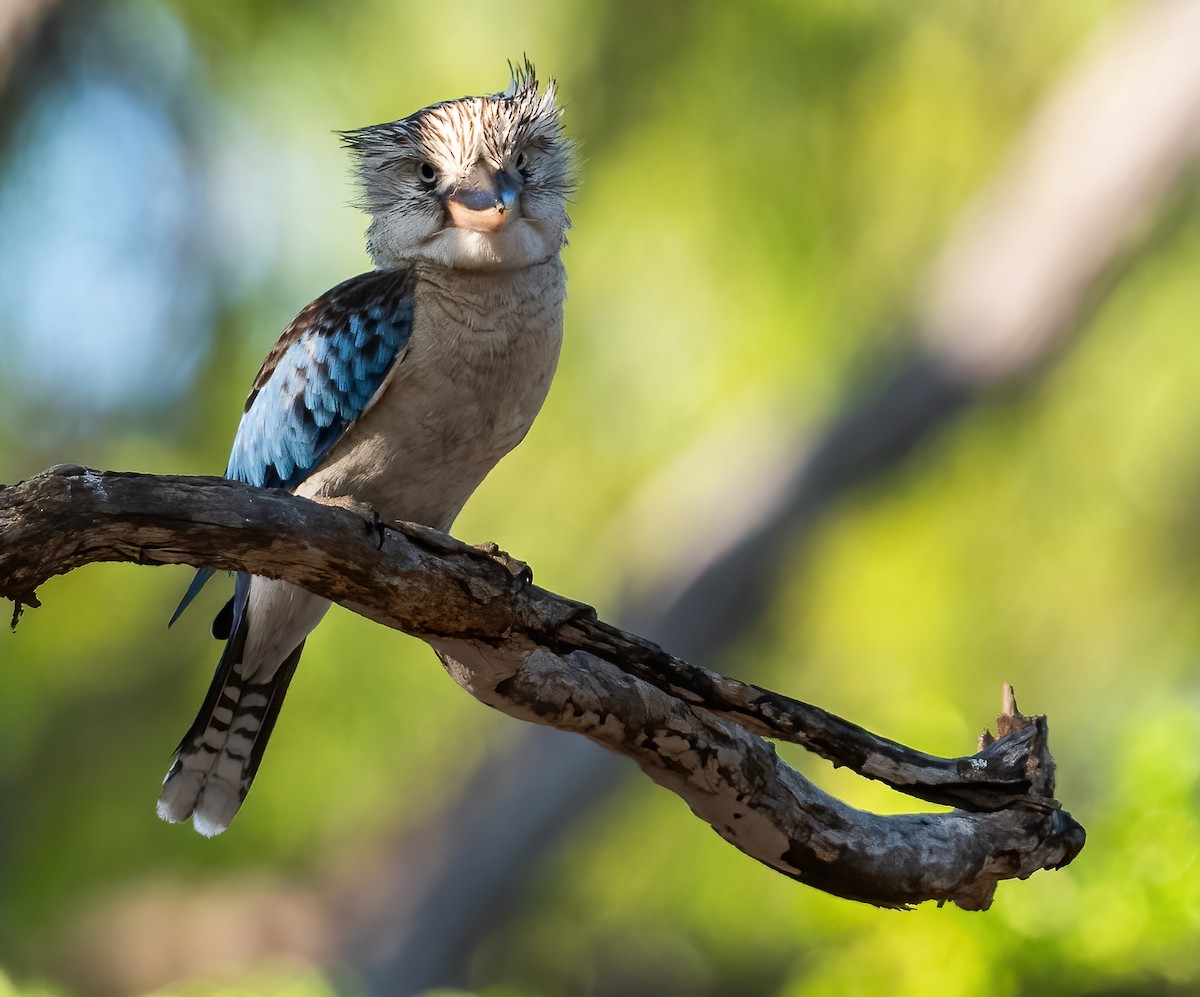 Blue-winged Kookaburra - ML643969332