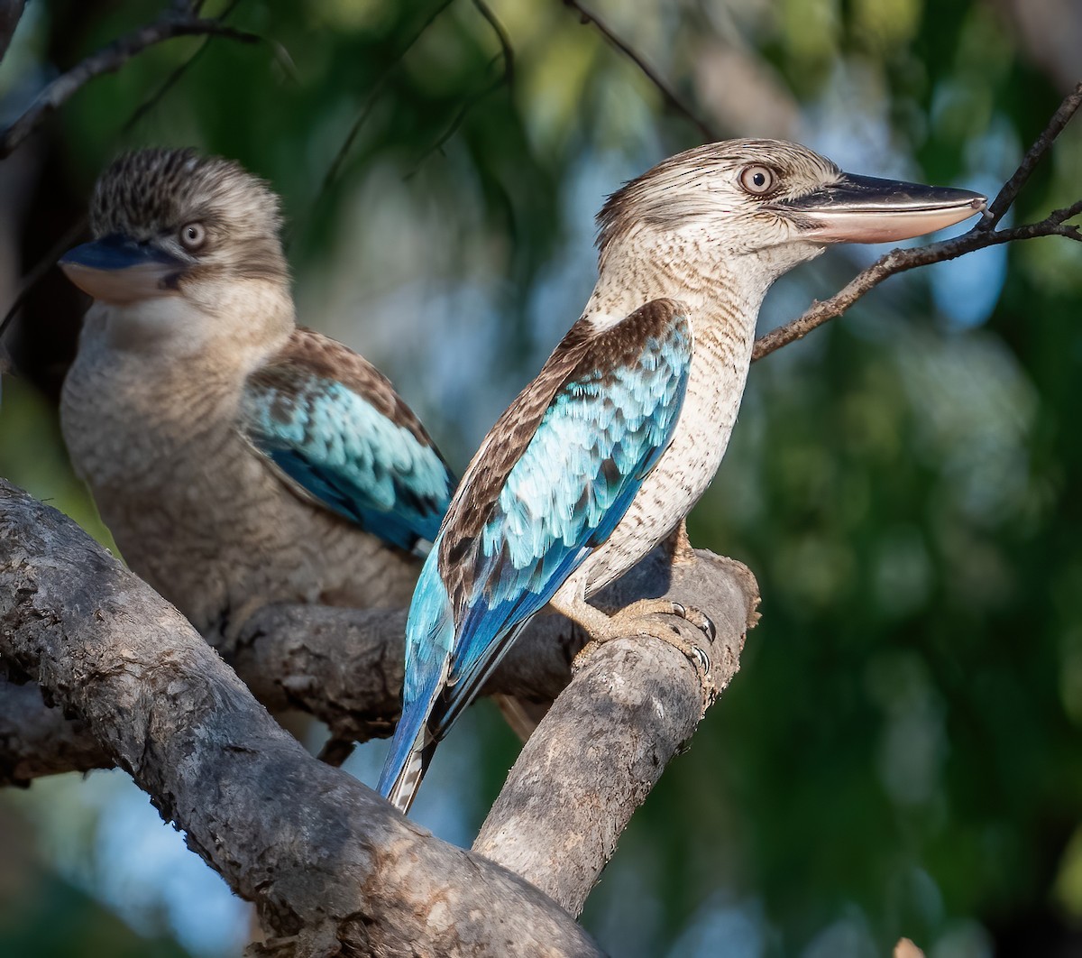 Blue-winged Kookaburra - ML643969333
