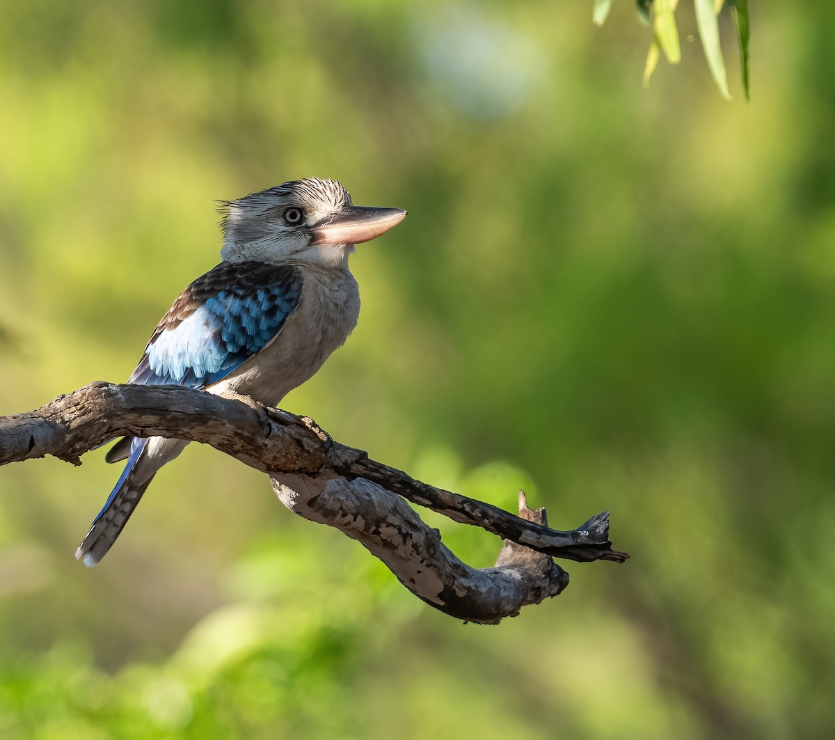 Blue-winged Kookaburra - ML643969334