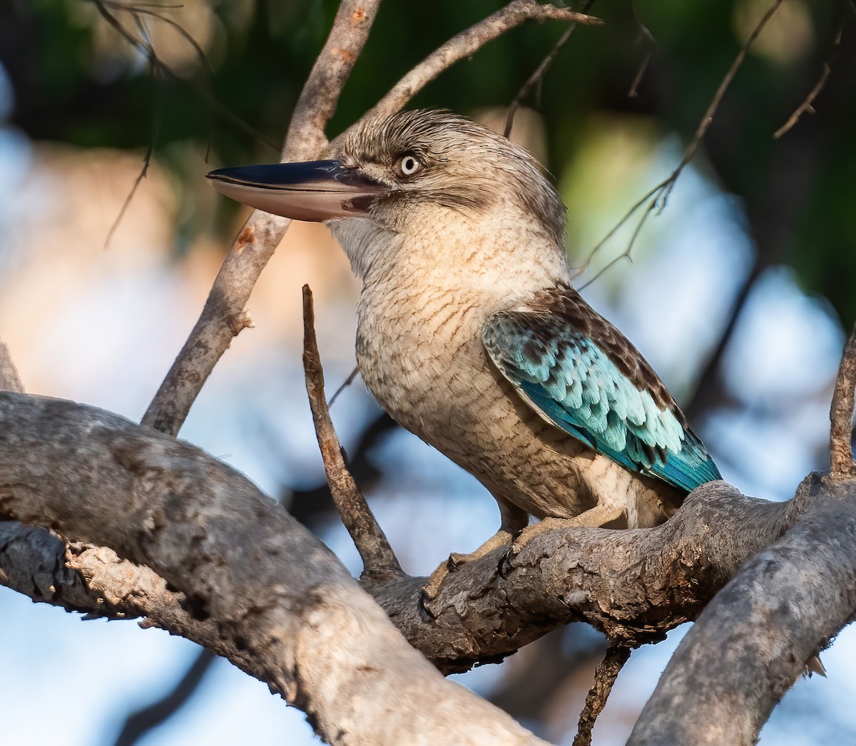 Blue-winged Kookaburra - ML643969335