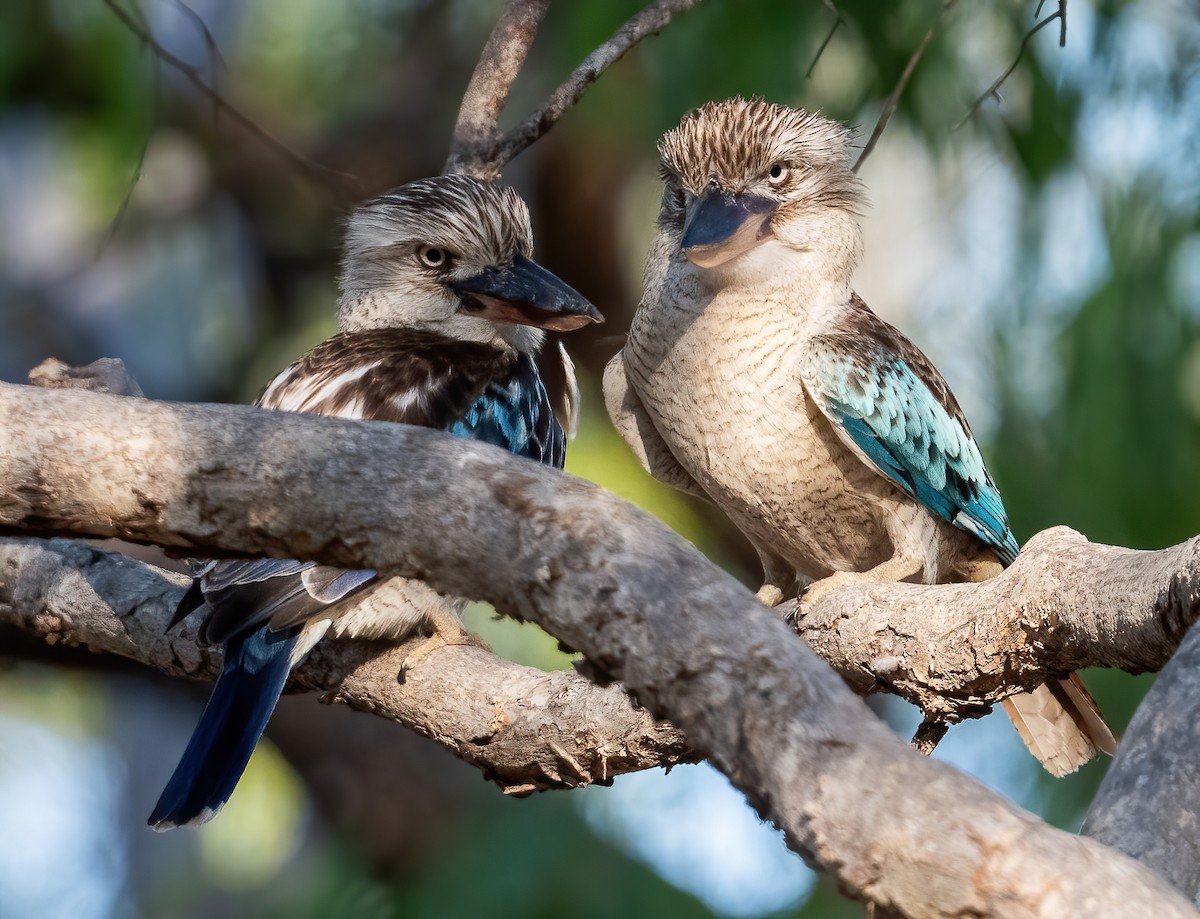 Blue-winged Kookaburra - ML643969336