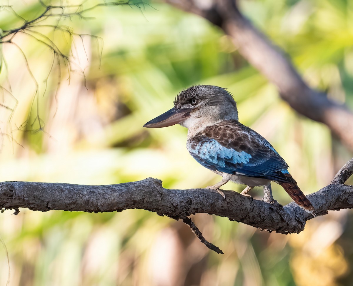 Blue-winged Kookaburra - ML643969337