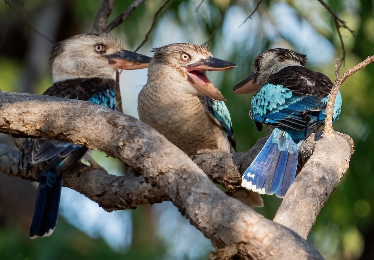 Blue-winged Kookaburra - ML643969338