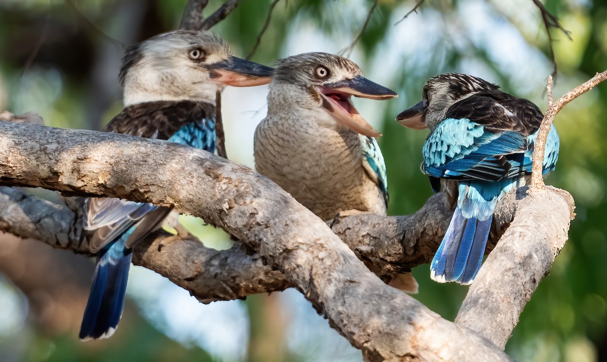 Blue-winged Kookaburra - ML643969339