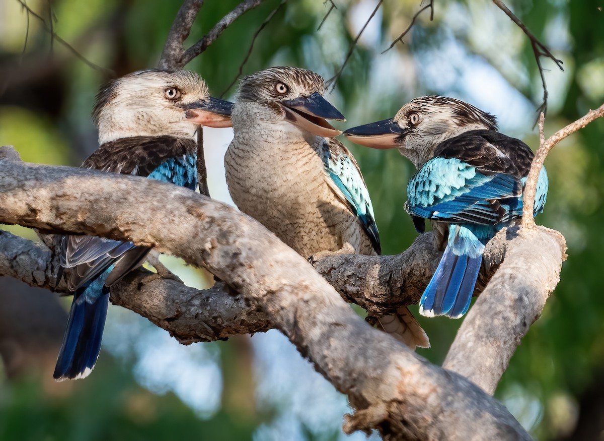 Blue-winged Kookaburra - ML643969340