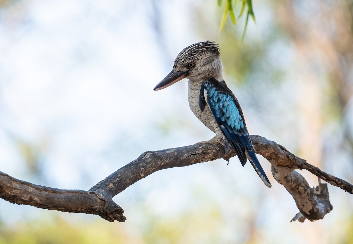 Blue-winged Kookaburra - ML643969341