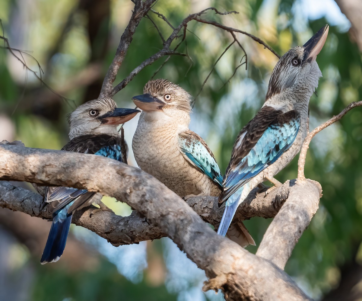 Blue-winged Kookaburra - ML643969342