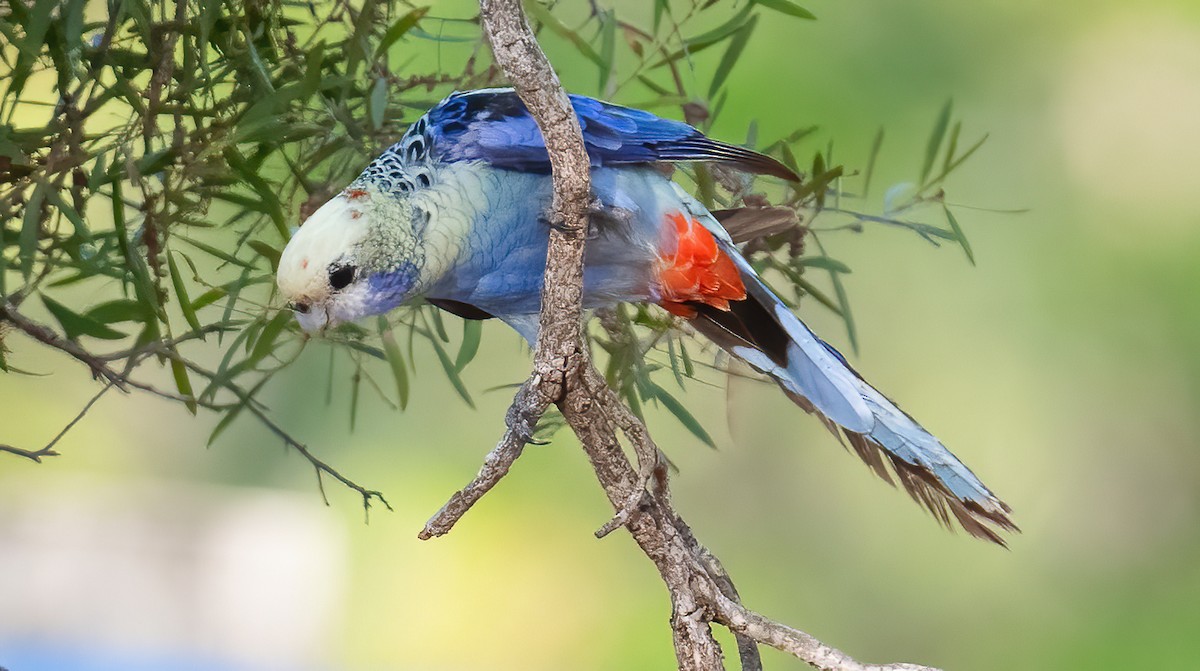 Pale-headed Rosella - ML643969359